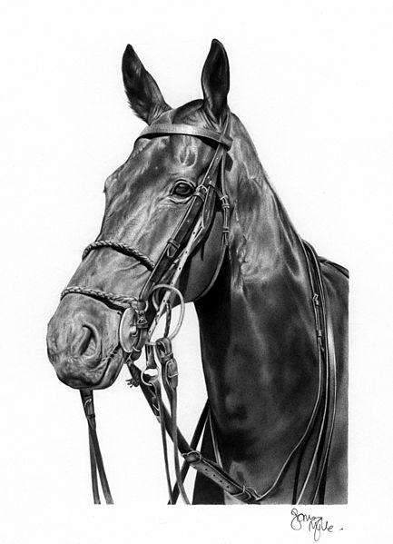 horse image in ballpoint pen
