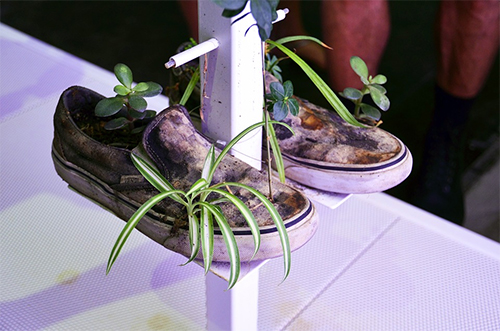 Sneakers Planting