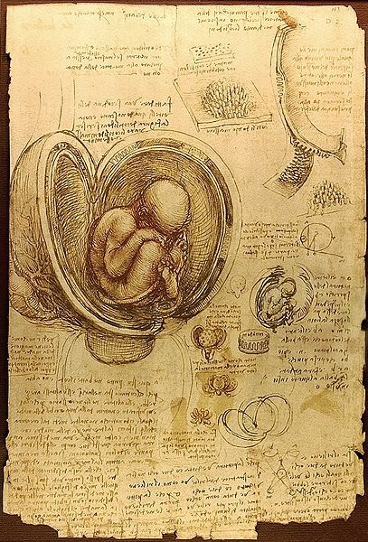 Studies of Embryos Luc Viatour