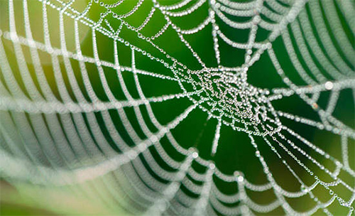 Biomimicry Webs