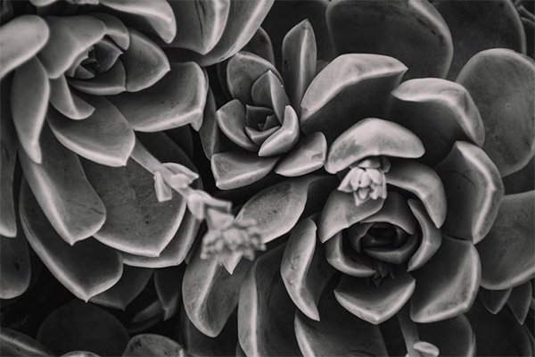 grayscale-photo-of-succulent-plants
